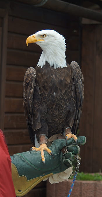 Orel bělohlavý, bílý sledoval orla, dravý pták, raptor, pták, zvíře, griffin, Příroda, peří, ptáků, adler