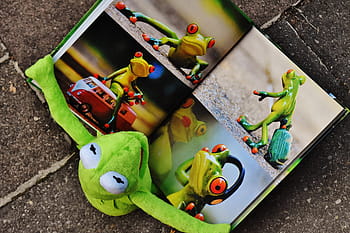 kermit, frog, plush, toy, book, picture book, to watch, sit, figure, funny, frogs