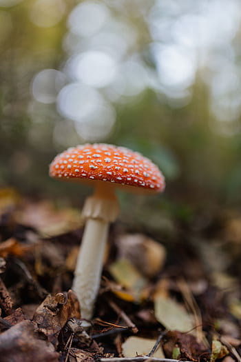 cogumelos, cogumelo, vermelho, outono, Amanita muscaria, perigoso, veneno, fungos, Toadstool, crescendo, floresta