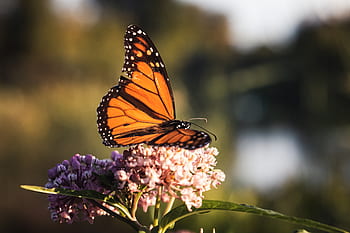Schmetterling, Nahansicht, Insekt, Garten, Sommer-, Detail, Fehler, Flügel, Natur, bunt, Blume