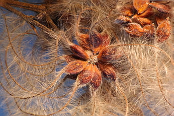 clematis vitalba, clematis, seeds was