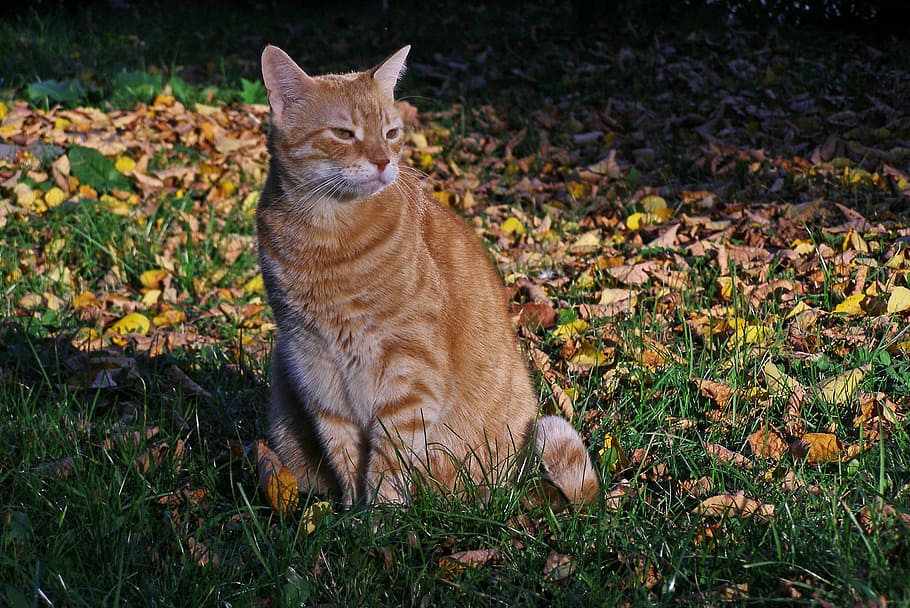 cat, pet, on the grass, foliage, autumn