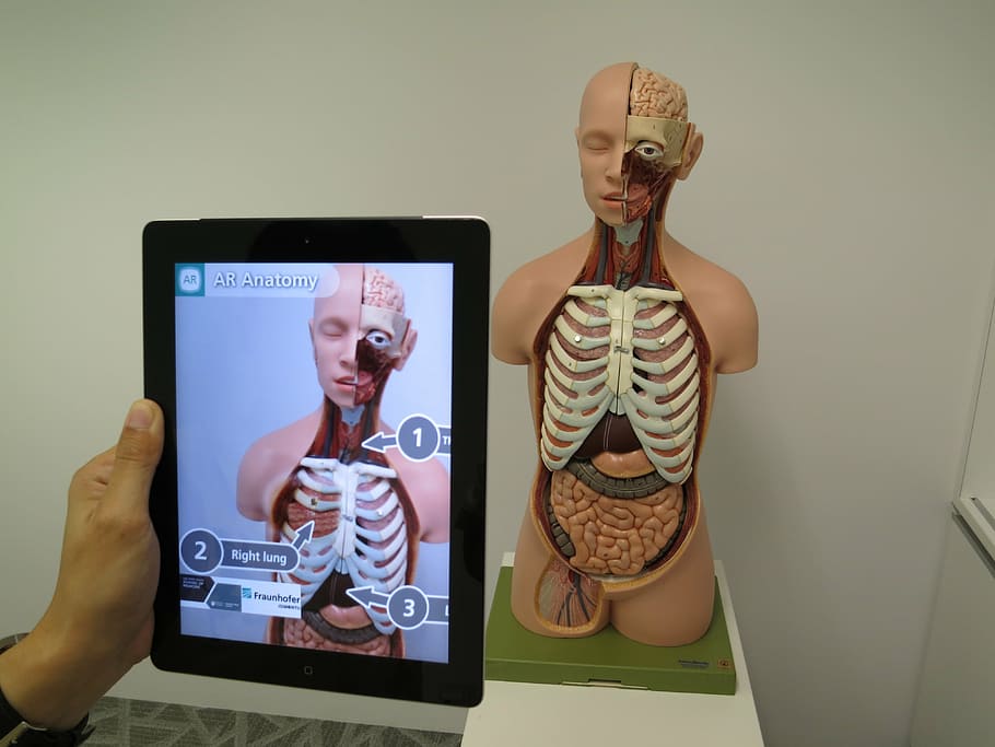 osoba, přijímání, fotografie, člověk, anatomie, použitím, Černá, ipad, rozšířená realita, lékařský, 3d