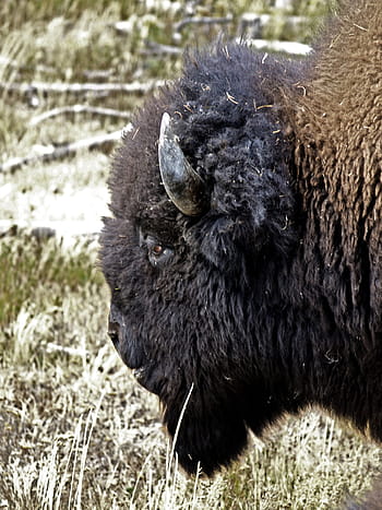 bisonte, capo, animale, natura, bufalo, Toro, mammifero, americano, cornuto, simbolo, energia