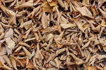 fall, leaf, leaves, autumn, nature, tree, maple, seasonal, undergrowth, humus, decomposition