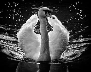 grayscale photography, swam, body, Swan, Wings, Feathers, Water, Swim, Bird, white, lake