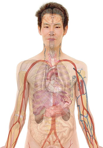 ilustrace lidského orgánu, anatomie, muž, člověk, tvář, tělo, rty, pusa, kůže, kost, mozek