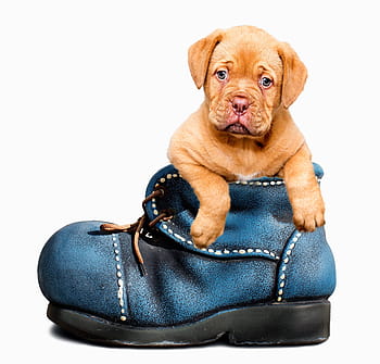 brown, pit bull puppy, blue, leather shoe, puppy, dog, cute, canine, pet, animal, white