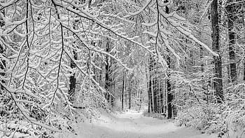 forest, winter, forest path, aesthetic, snow, wintry, nature, trees, landscape, snow landscape, winter magic