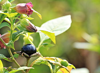 selektivní, zaostřovací fotografie, Černá, bobule, rulík, atropa belladonna, rostlina, květiny, keř, Příroda, poboček