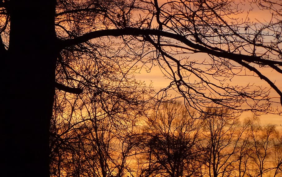 Sunset Tree, Evening, Mood, Nature, evening sky, setting sun, romance, weather mood, idyllic, romantic, aesthetic