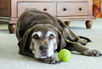 Lazy Dog, Labrador Dog, dog, dog portrait, pets, tennis ball, indoors, lying down, ball