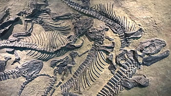 Sachsen, Fossils, Castle, Lichtenberg, castle, lichtenberg, extinct, fossil, ancient, history, animal wildlife