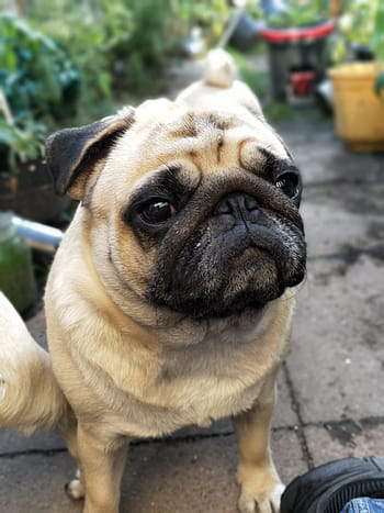 selektivní, zaměření fotografie, plavá pug, během dne, mopslíci, mopslík, psů, zahrada, roztomilý, čekání, štěně
