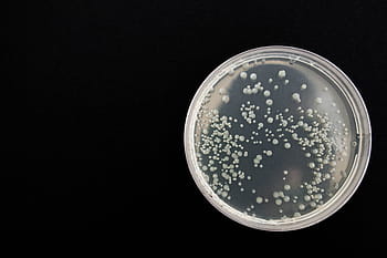 bakterie, Černá, zdraví, mikrobiologie, infekce, buňka, biologie, dna, experiment, Věda, laboratoř