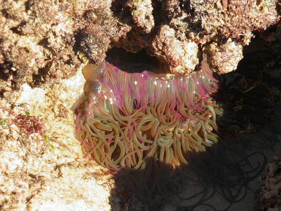 sea anenome, rock pool, sea, anenome, sealife, pool, wildlife, underwater, reef, nature, animal