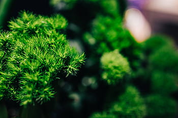 花、 植物、 クローズアップ、 緑、 自然、 緑色、 マクロ、 成長、 前景に焦点を当てる、 自然の美しさ