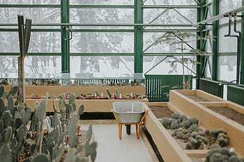 grijs, bruin, kruiwagen, planten, cactus, fabriek, doorn, groen, natuur, tuin-, achtererf
