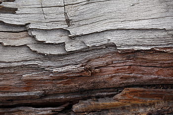 brown, gray, tree trunk, gray tree, barks, trees, wood, wood - Material, nature, backgrounds, pattern
