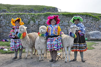 three, woman, alpaca, lama, mammal, andean quechua, peru, inca, tourism, architecture, south america