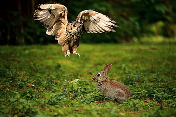 茶色、 ウサギ、 緑、 草、 フクロウ、 ワシフクロウ、 猛禽類、 猛禽、 鳥、 野鳥、 飛ぶ