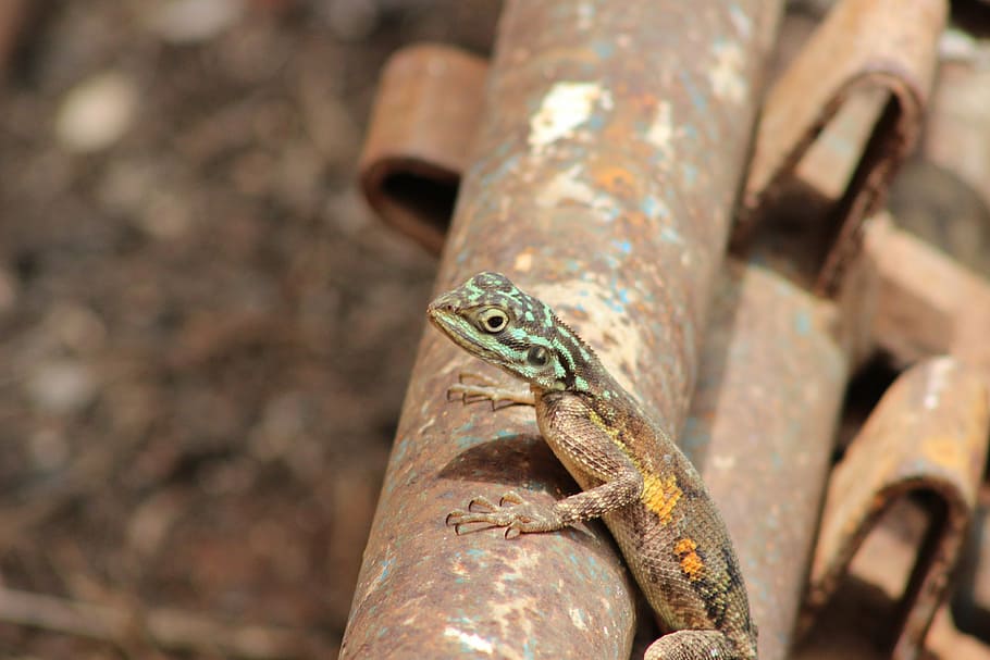 agama, lizard, animal, nature, wild, wildlife, nigeria, africa, natural, reptile, one animal