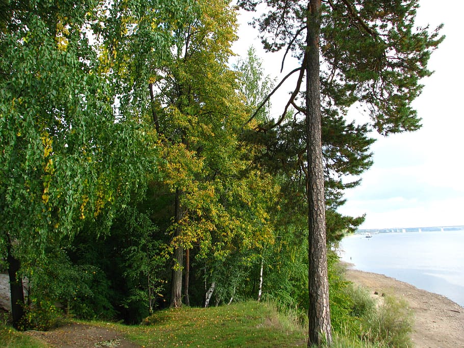 borovice, les, stromy, řeka, Příroda, Rusko, jehly, letní, podzim, sluneční paprsek, kufr