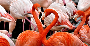 flock of flamingos, flamingo, bird, colorful, feather, pride, tierpark hellabrunn