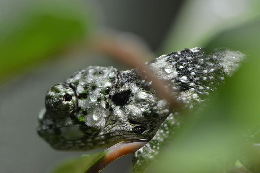 chameleón, ještěrka, maskovat, Chladnokrevný, plaz, zvíře, volně žijících živočichů, Příroda, divoký, tropický, domácí zvíře