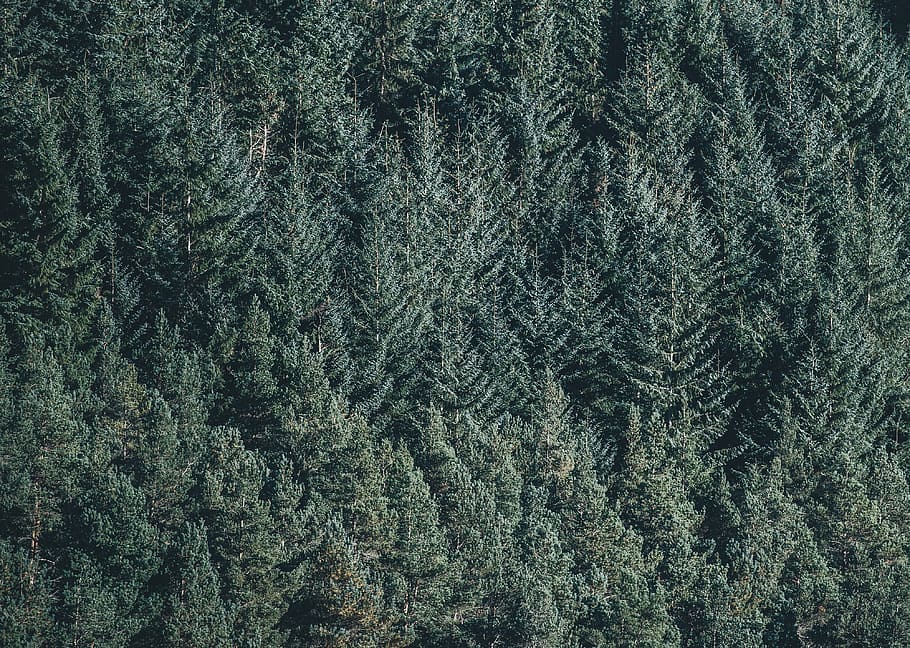 aerial, photography, green, pine trees, conifers, environment, fir trees, forest, nature, spruce, wallpaper