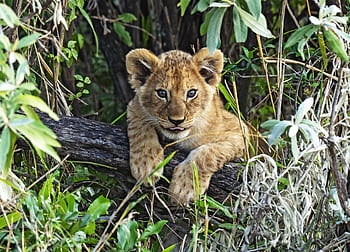 kenya, lion cub, safari