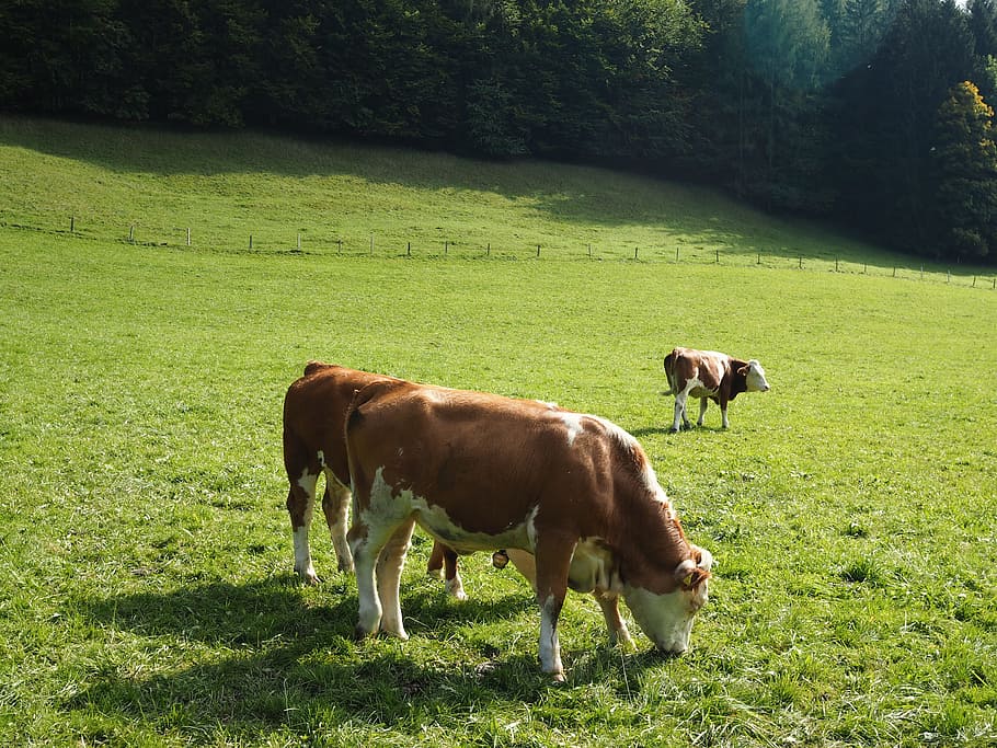 cow, beef, dairy cattle, milk, pasture, animal, summer, graze, mountains, meadow, alm