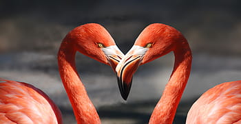 two, red, swans photography, flamingo, valentine, heart, valentine's day, love, romantic, lovers, orange