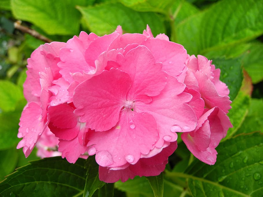 Hydrangea, Flower, Pink, pink hydrangea, pink flower, green, foliage, raindrop, after the rain, just add water, plant