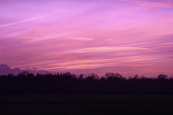foto di silhouette, alberi, viola, rosso, cielo, tramonto, silhouette, d'oro, ora, nuvole, piante