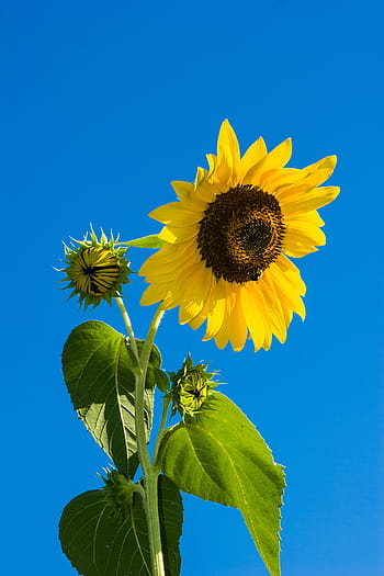 tutup, fotografi, kuning, Bunga Matahari, siang hari, bunga, langit, biru, hijau, tanaman, daun bunga