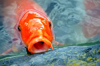 orange, koi fish, water, carp, japan, fish, aquarium fish, pond, colored carp, koi, red