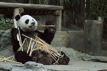 パンダを食べるパンダ、 パンダ、 カブ、 野生動物、 動物園、 かわいい、 中国、 哺乳類、 自然、 白、 熊