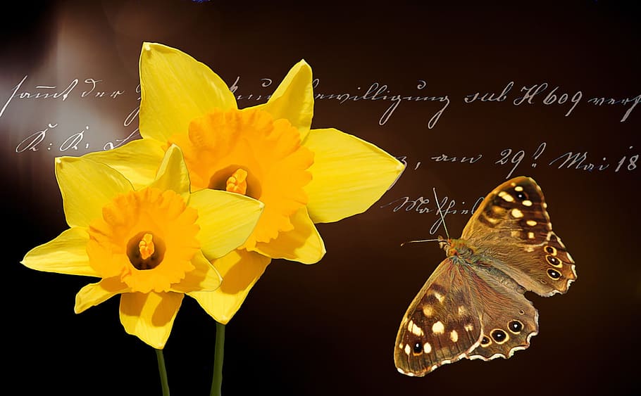 daffodils, flower, flowers, yellow, plant, spring, butterfly, brown, forest board game, insect, font