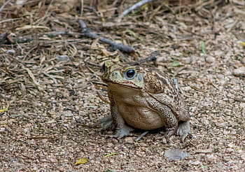 ropucha ropucha, obojživelník, zvíře, volně žijících živočichů, Příroda, bufo, ropucha, žába, detail, hnědý