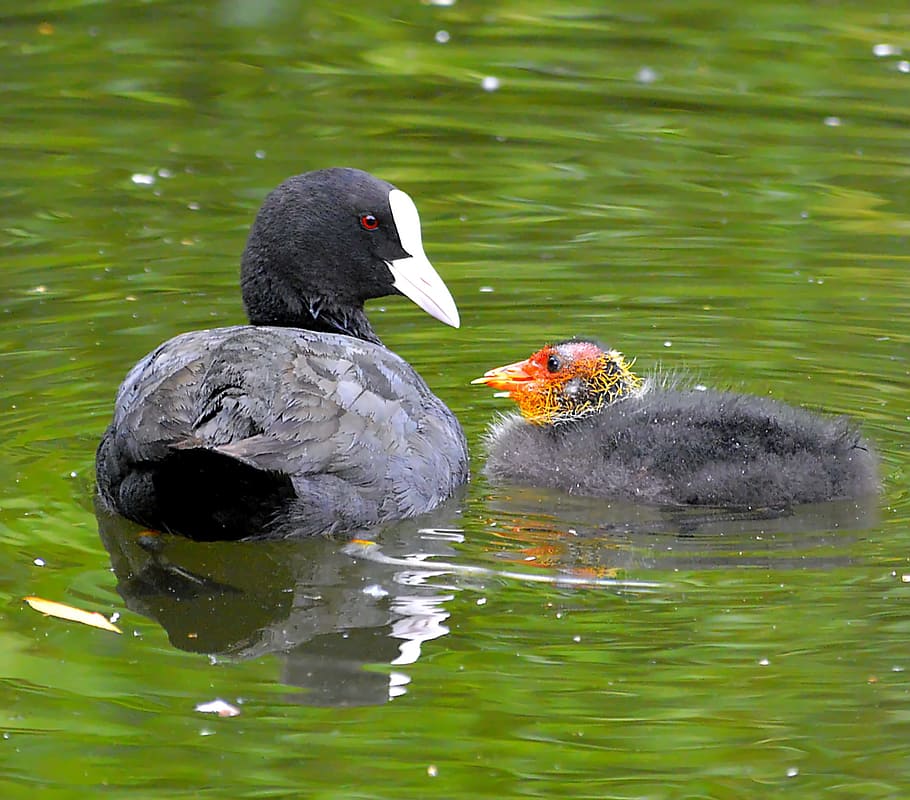 lyska, kuřat, načechraný, chmýří, účtovat, coots, hnízdo, zvíře, plemeno, pták, Příroda