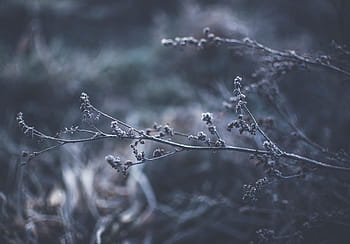 selectief, focus fotografie, boomtak, grijstinten, fotografie, fabriek, natuur, planten, takken, takjes, bloemen