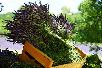 banyak daun sayur, lavender, jumbai, penjualan, biru, buket, posy, terikat, tandan lavender, buket herbal, bunga