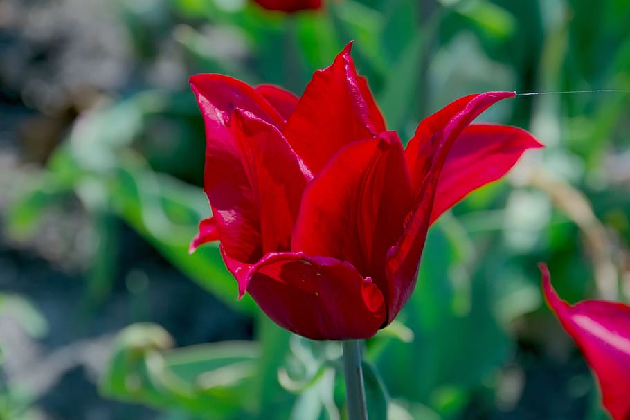 tulip, red, spring, flowers, closeup, flowering, flora, nature, macro, chalices of flowers