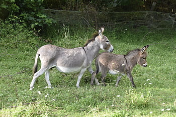 donkeys, donkey, colt, donkey miniature, mom donkey baby donkey, nature prairie, browse, grass, mammals, donkeys grey, equines