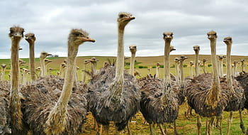 hejno pštrosů, pták, zvíře, Příroda, strauss, kytice, pštrosí farma, zvířat, Afrika, krk, hlava