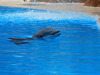 delfín skákavý, skok, delfín, tursiops truncatus, zvířat, meeresbewohner, delphinidae, ozubený, střední, savců, mammalia