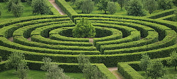 zöld labirintus sövény, park, labirintus, zöld