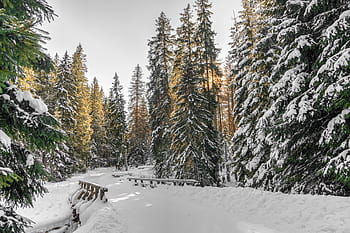 la neve, inverno, bianca, freddo, tempo metereologico, ghiaccio, alberi, piante, natura, boschi, foresta