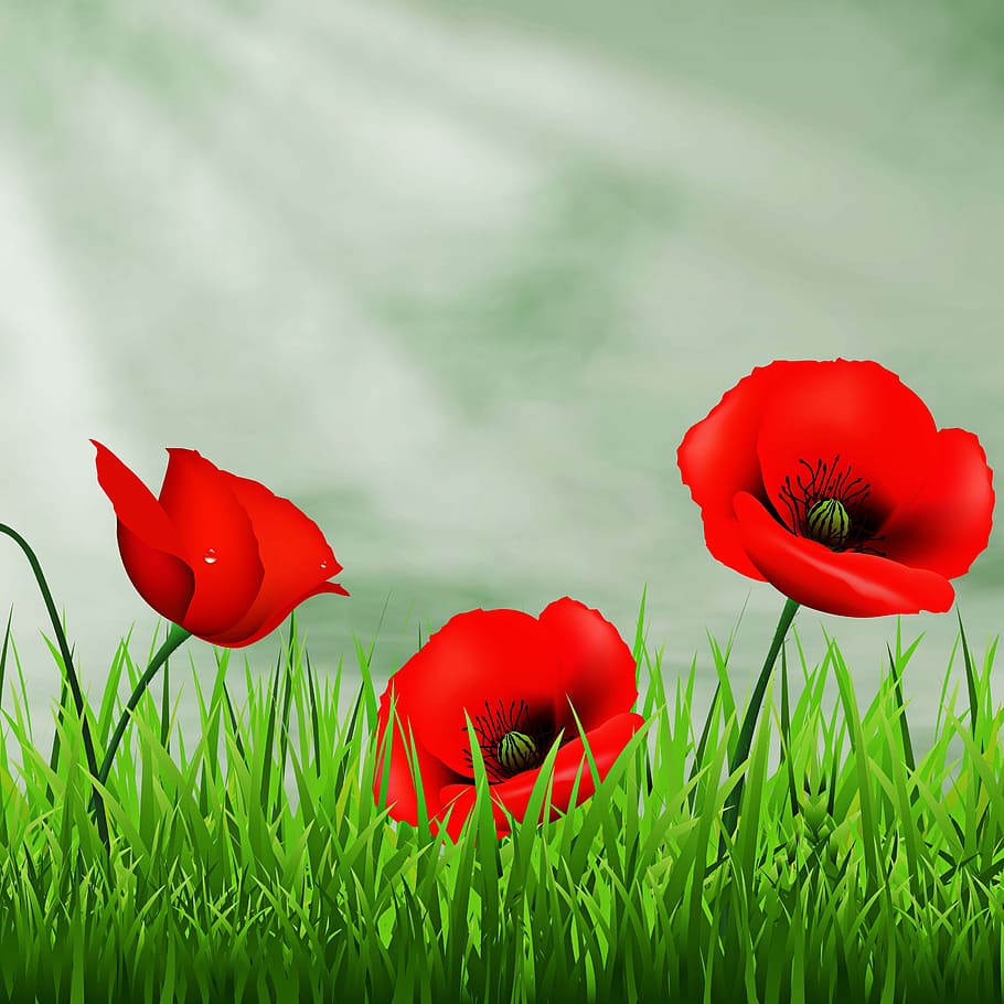 two, red, common, poppy flowers, lawn, nature, field, henar, garden, flowers, red flowers